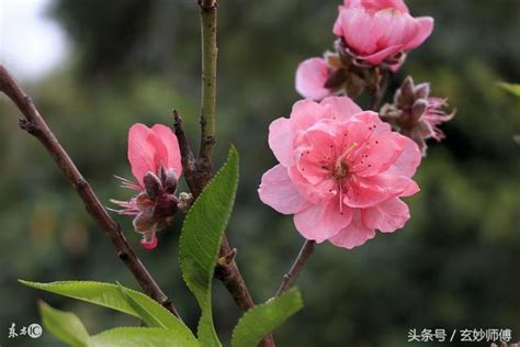 化解爛桃花|桃花運的爛桃花是什麼意思？如何化解爛桃花？如何增。